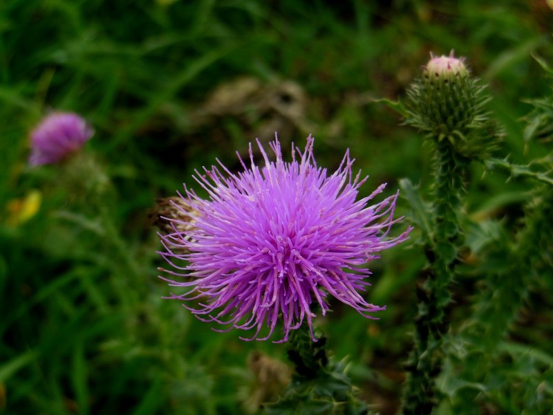 Расторопша пятнистая (Silybum Marianum)