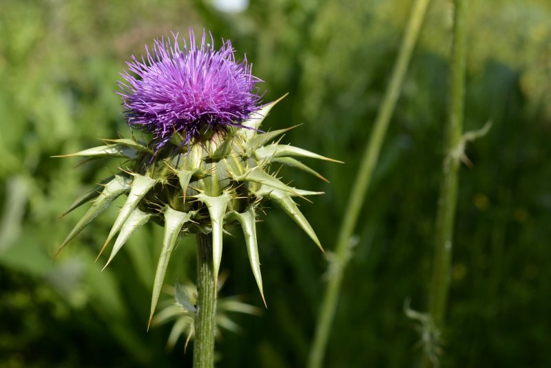 Расторопша пятнистая (Silybum Marianum)