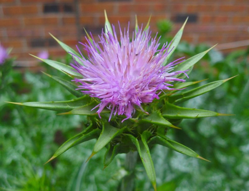 Расторопша пятнистая (Silybum Marianum)