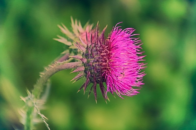Silybum Marianum плоды