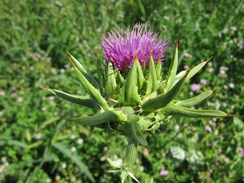 Расторопша пятнистая (Silybum Marianum)