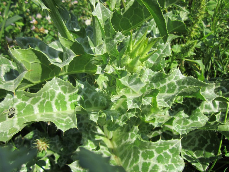 Milk Thistle (Silybum Marianum