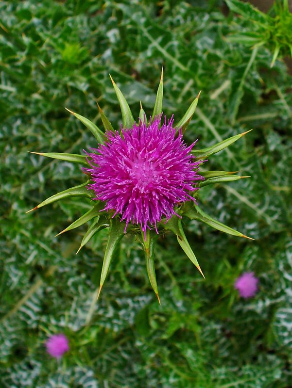 Milk Thistle расторопша