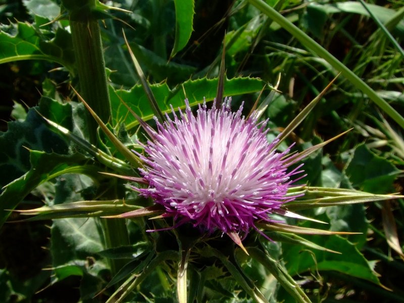 Расторопша пятнистая (Silybum Marianum)