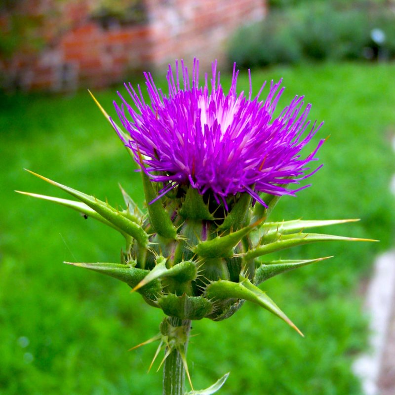 Milk Thistle расторопша
