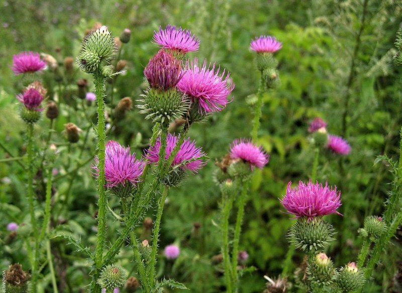 Silybum Marianum l.