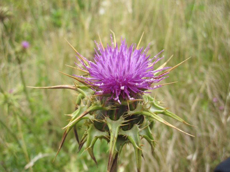 Milk Thistle расторопша