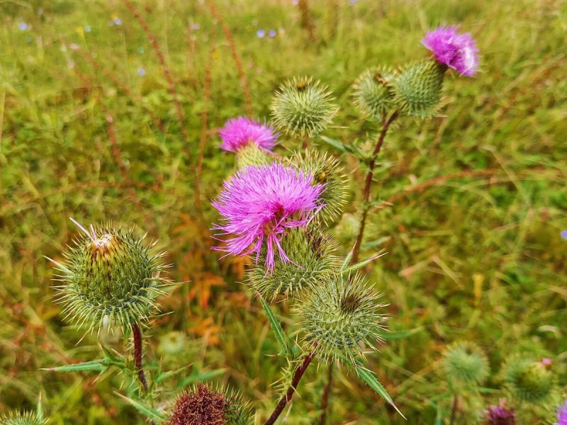 Расторопша пятнистая (Silybum Marianum)