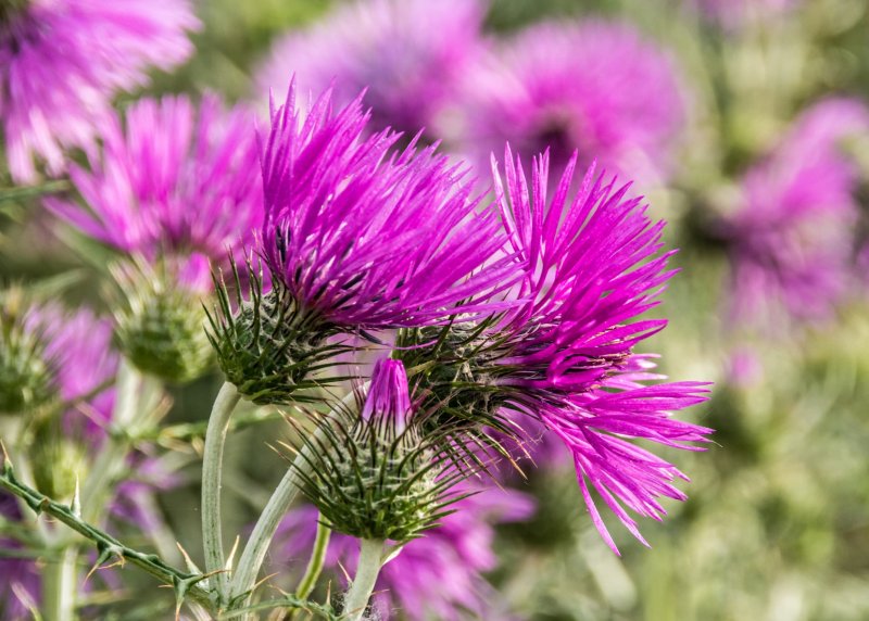 Расторопша пятнистая (Silybum Marianum)
