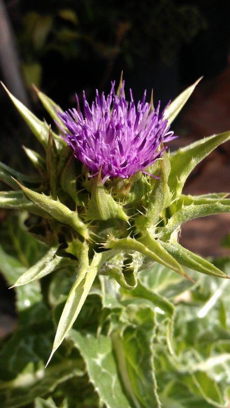 Расторопша пятнистая (Silybum Marianum)