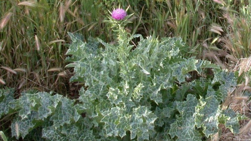 Silybum Marianum
