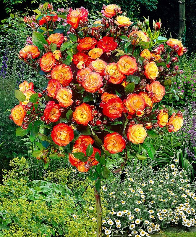 Роза флорибунда Румба