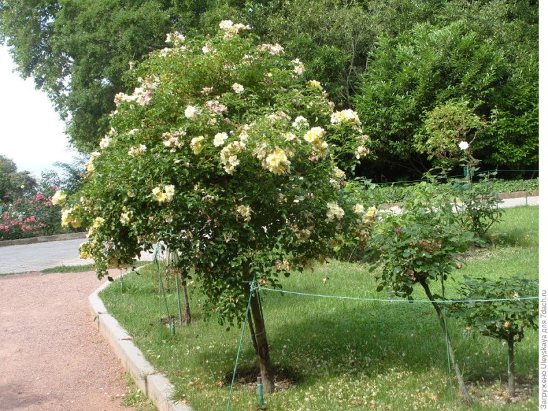 Роза штамбовая Майсур