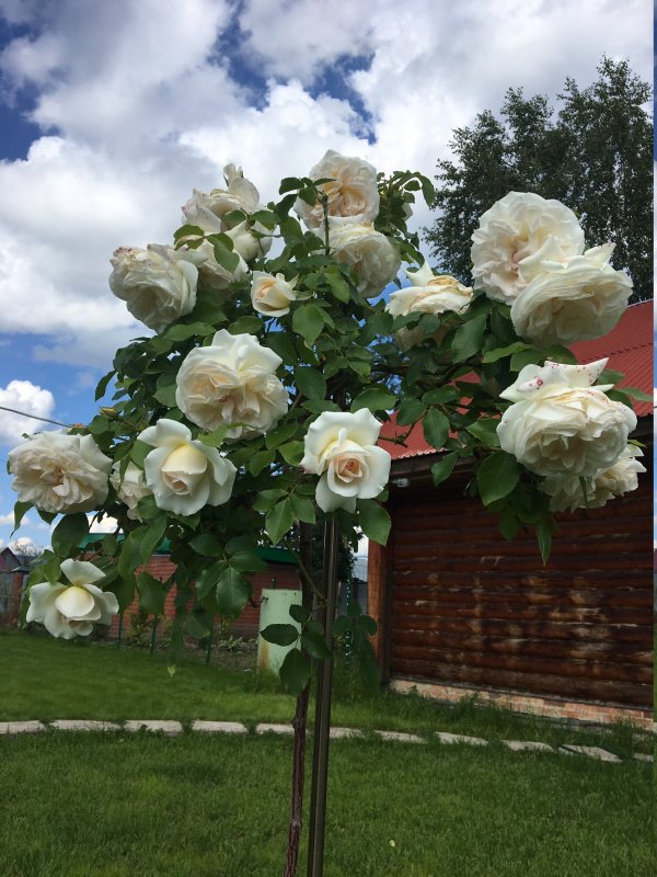 Роза штамбовая Шопен