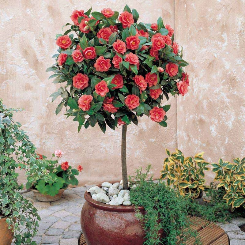 Камелия штамбовая