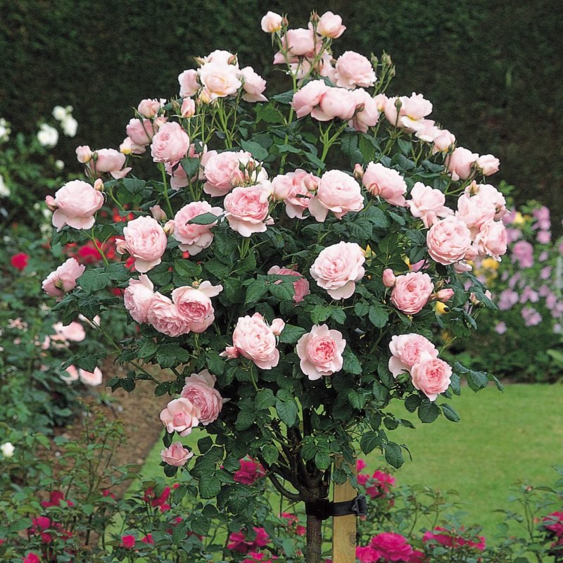 Штамбовая роза Rose Red Sensation