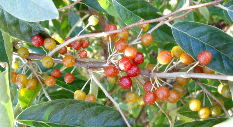 Elaeagnus umbellata