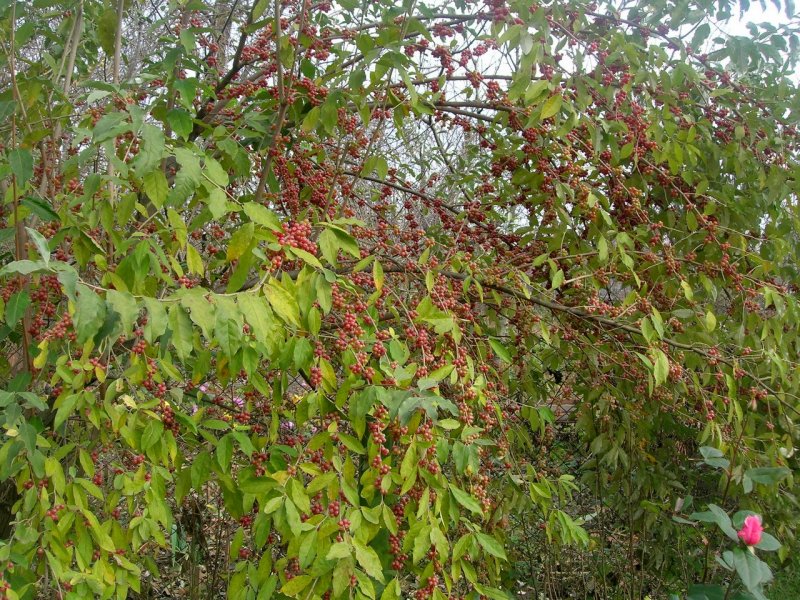 Elaeagnus umbellata растение