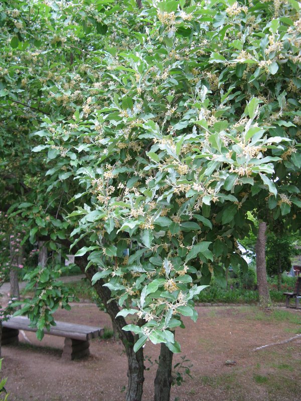 Лох зонтичный (Elaeagnus umbellata)