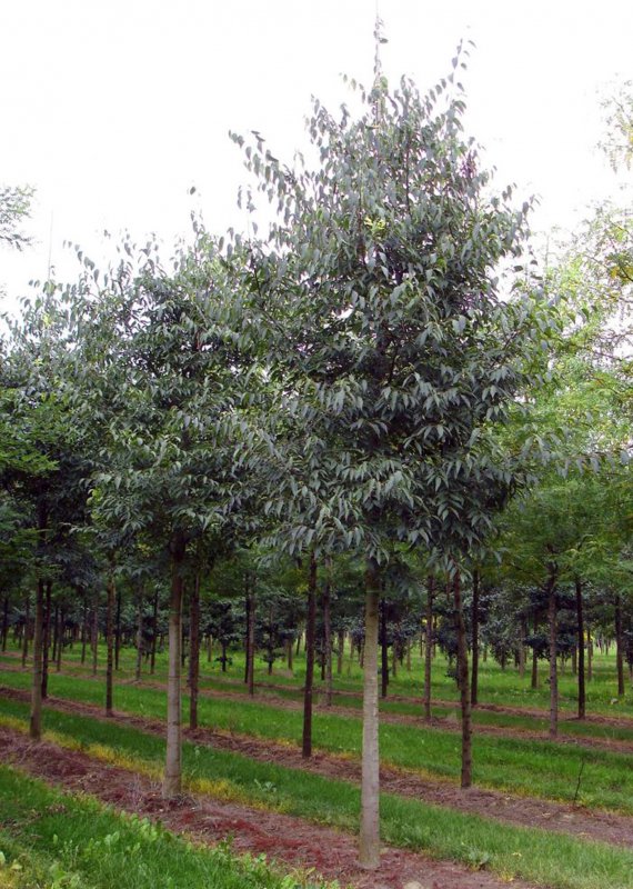 Elaeagnus umbellata