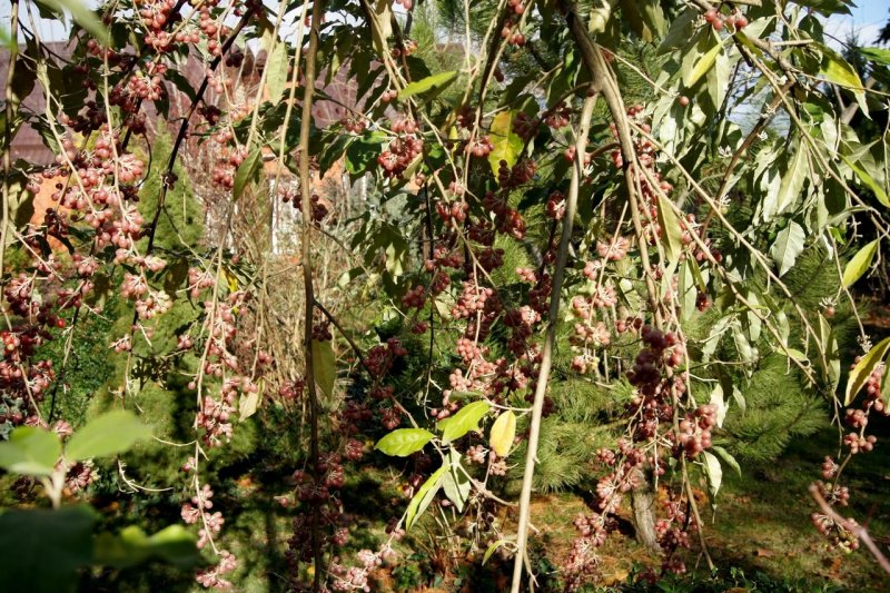 Elaeagnus umbellata растение