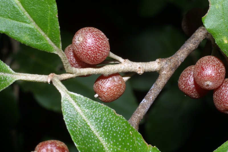 Elaeagnus umbellata