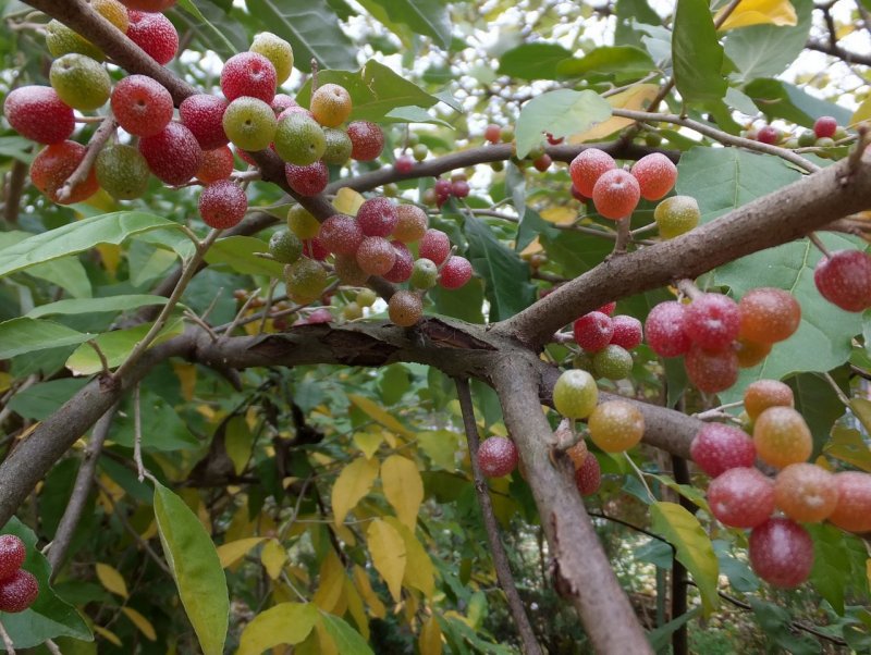 Elaeagnus umbellata
