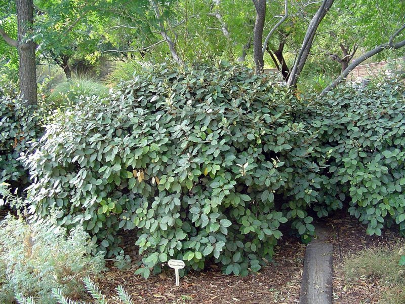 Лох индийский Elaeagnus Indica
