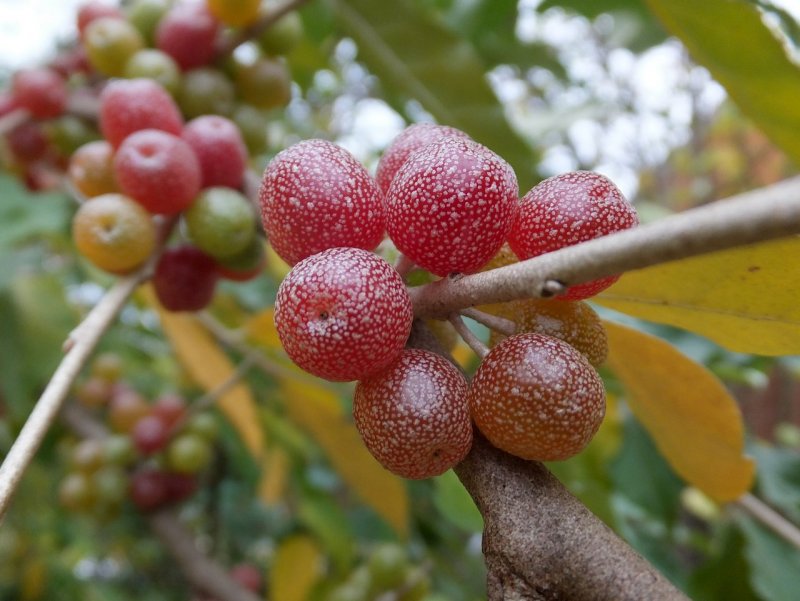 Лох зонтичный (Elaeagnus umbellata)