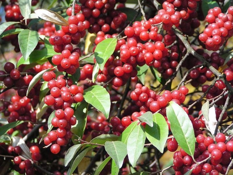 Лох зонтичный (Elaeagnus umbellata)