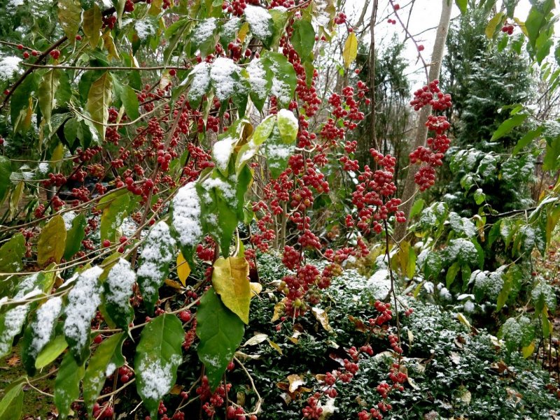 Лох зонтичный (Elaeagnus umbellata)