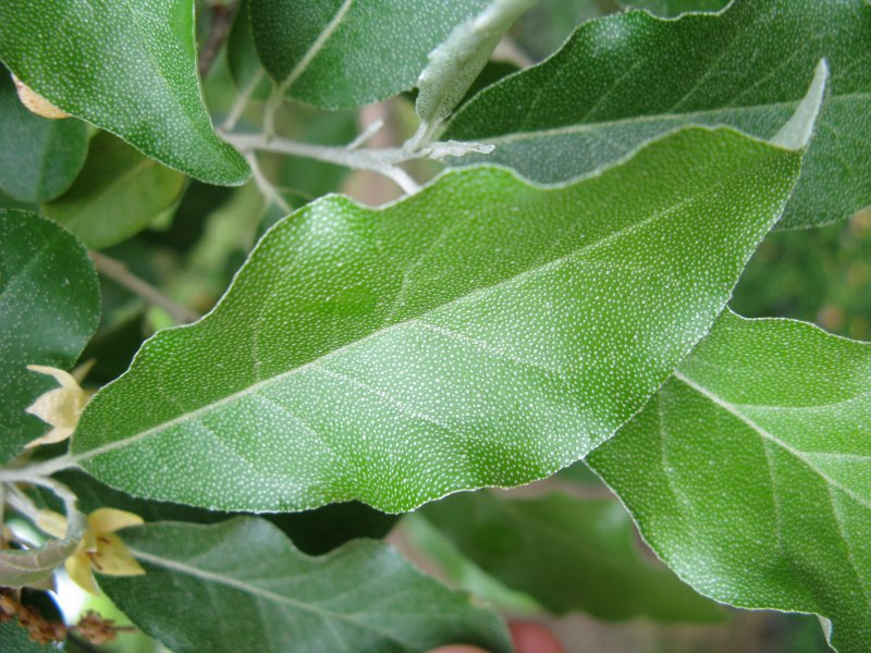 Elaeagnus umbellata Thunb.
