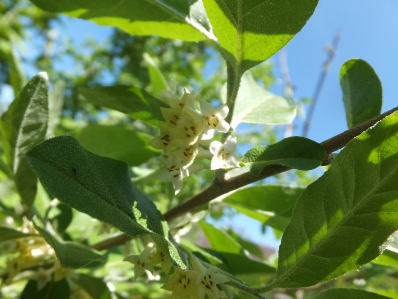 Лох зонтичный (Elaeagnus umbellata)