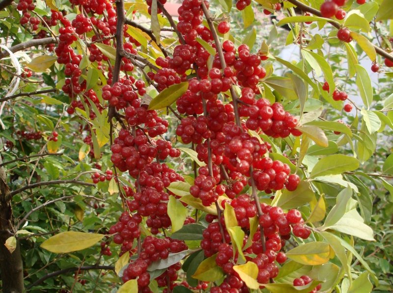 Лох (Elaeagnus) l.