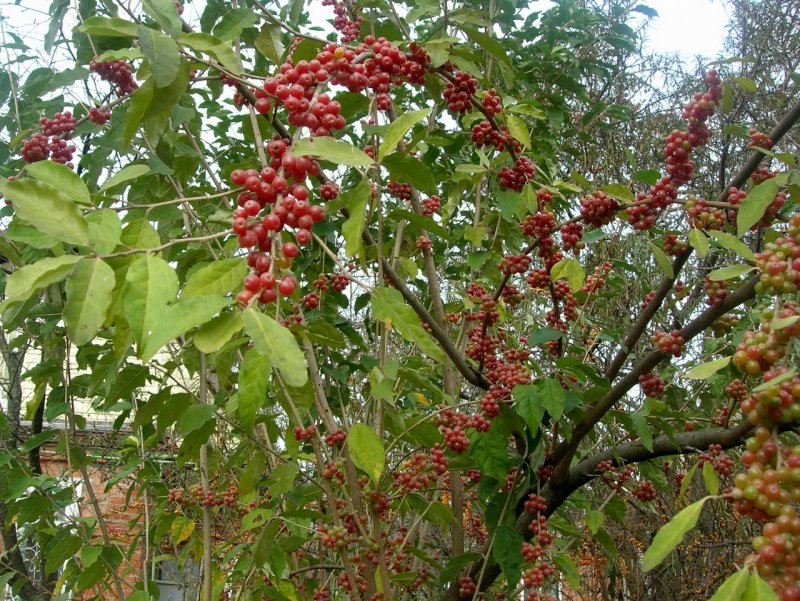 Лох зонтичный (Elaeagnus umbellata)