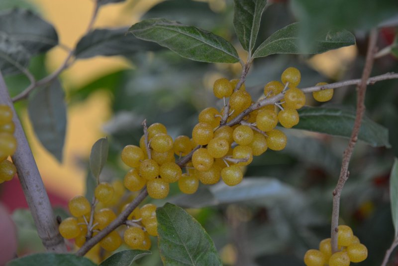 Elaeagnus umbellata растение