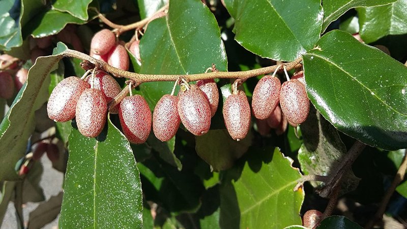 Elaeagnus pungens 'maculata'