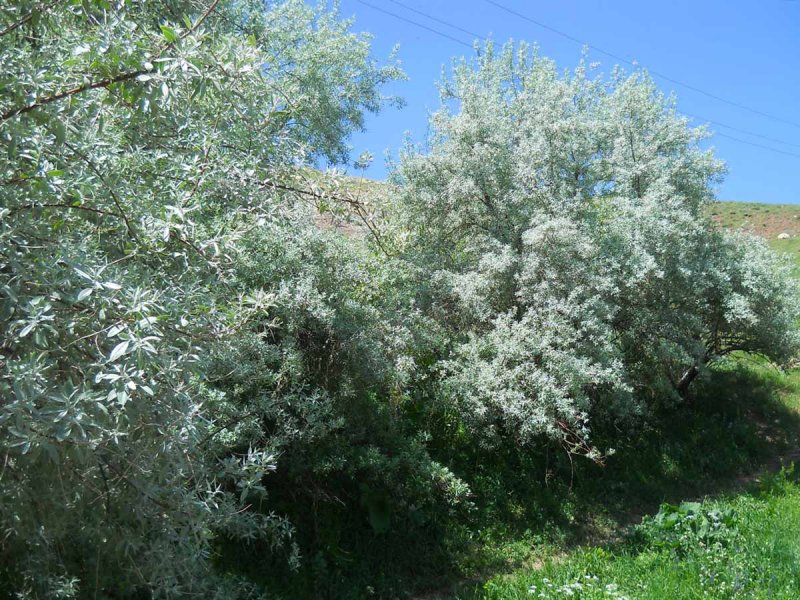 Elaeagnus ebbingei