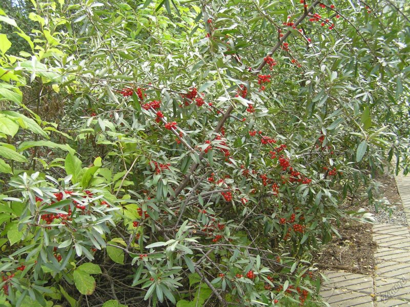 Лох индийский Elaeagnus Indica