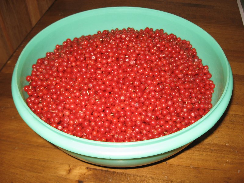 Шефердия серебристая