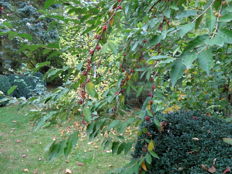 Лох зонтичный (Elaeagnus umbellata)