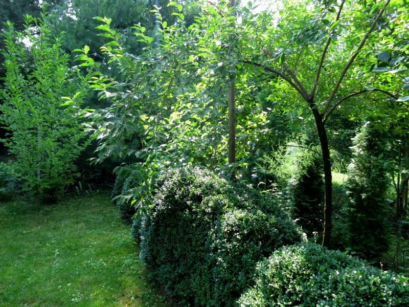 Лох зонтичный (Elaeagnus umbellata)