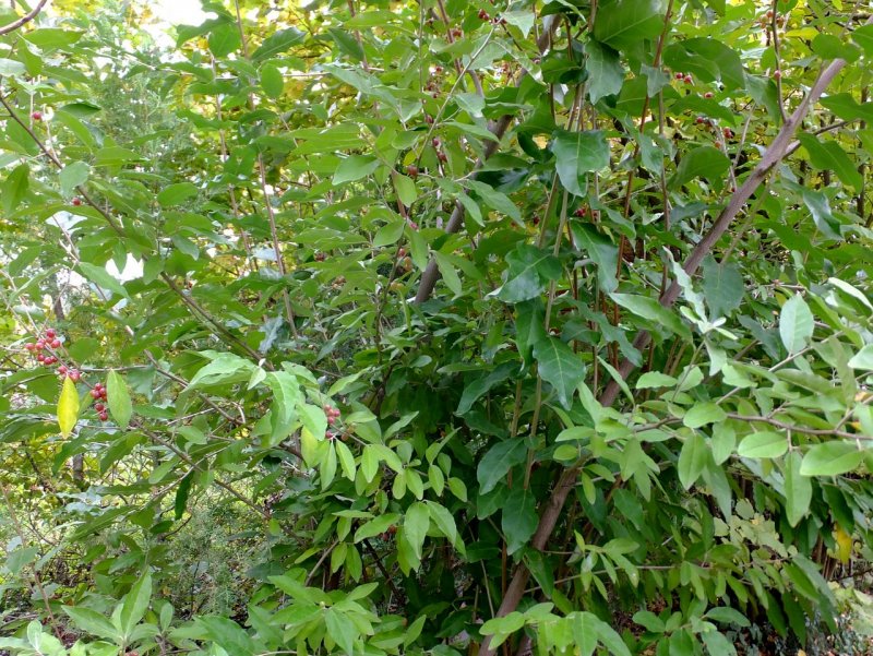 Лох зонтичный (Elaeagnus umbellata)