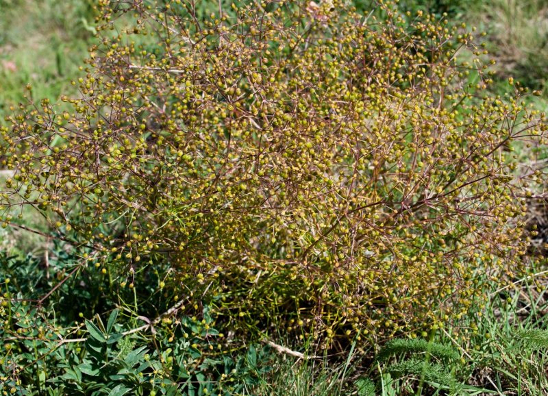Лох зонтичный (Elaeagnus umbellata)