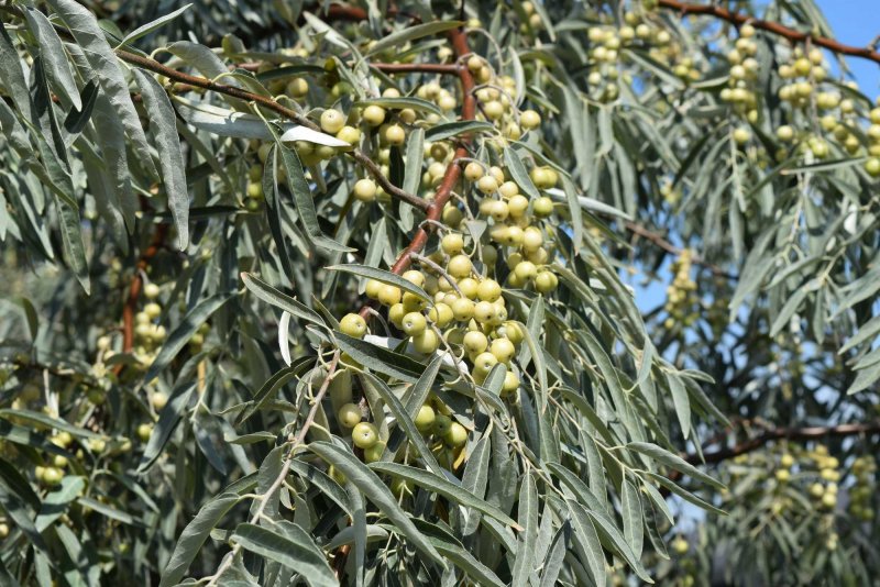 Elaeagnus umbellata