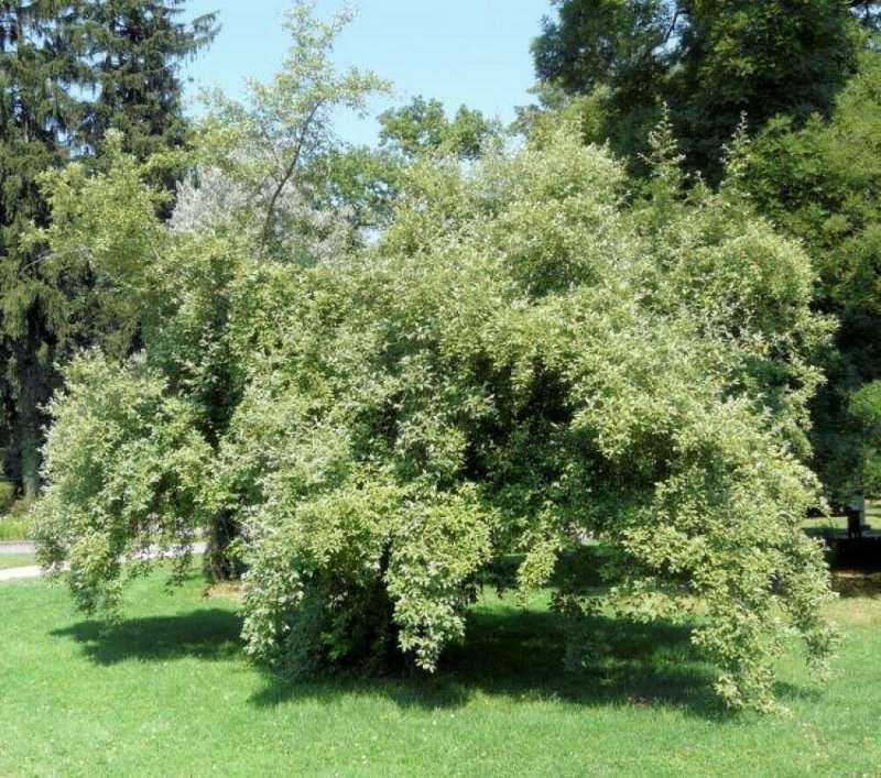 Красная облепиха шефердия