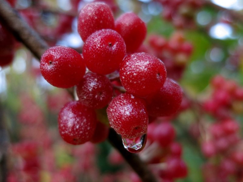 Лох (Elaeagnus) l.