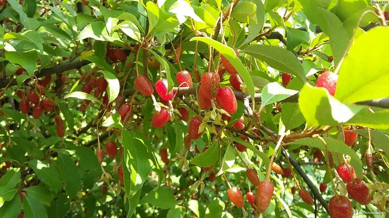 Elaeagnus umbellata