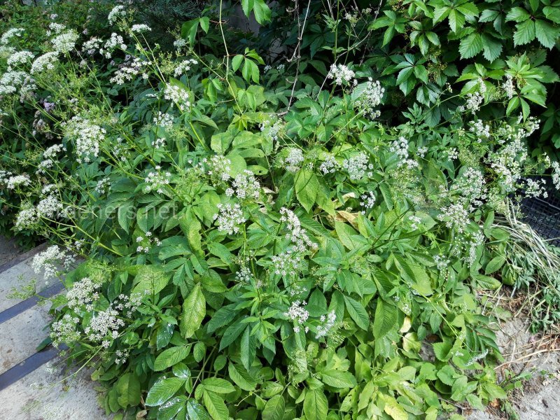 Elaeagnus multiflora 2,5/i
