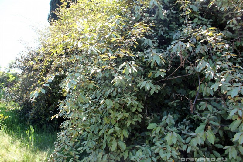 Лох серебристый (Elaeagnus argentea)